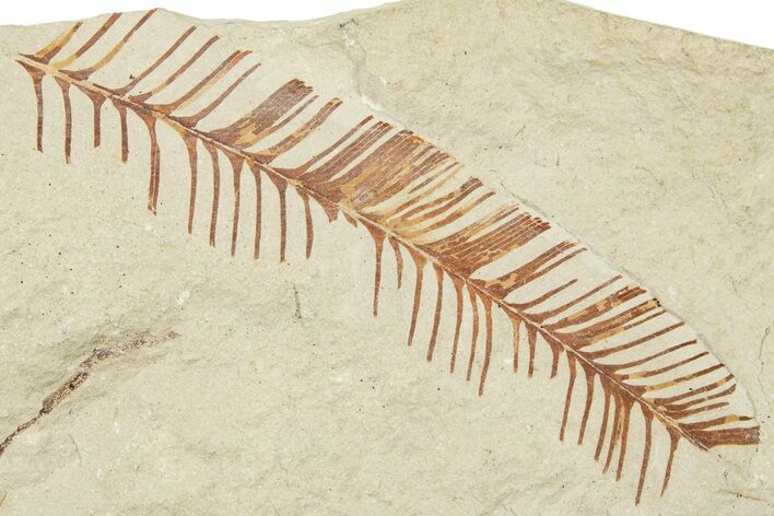 Fossil Fern (Lygodium?) - France #254324